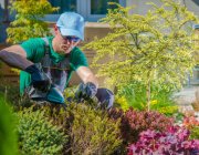 garden plants spring shaping 2023 11 27 04 49 32 utc 1.jpg