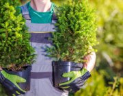 planting new garden trees 2023 11 27 05 37 21 utc 1.jpg